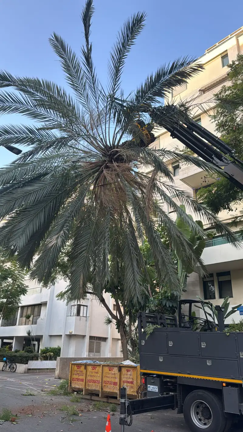 א.א גיזום עצים וגינון